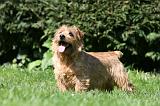 NORFOLK TERRIER 093